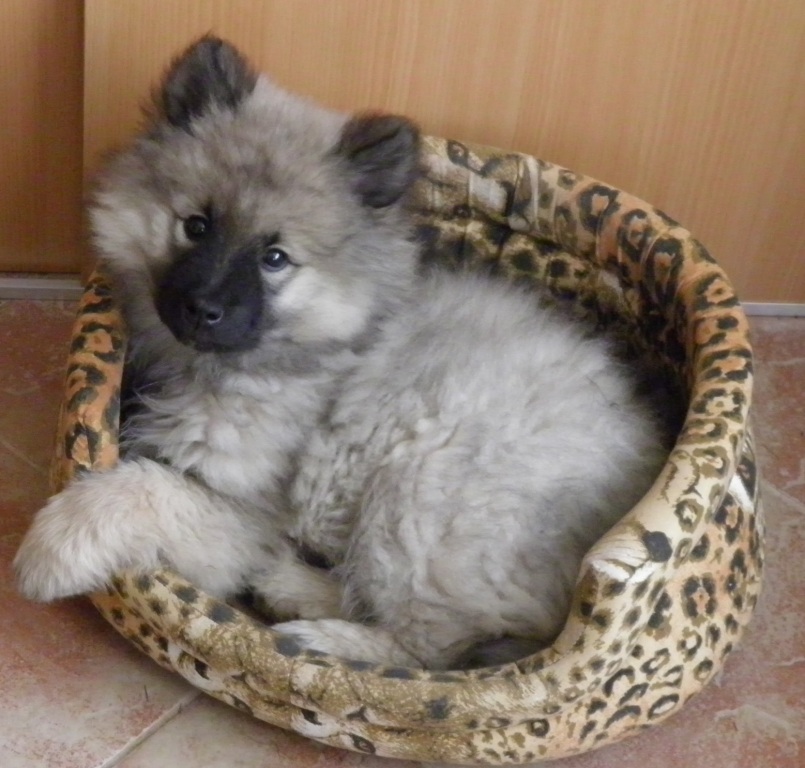 Dina