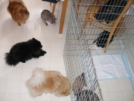 ohradka.jpg (26990 bytes)